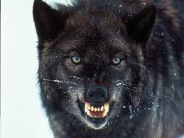 wolf1